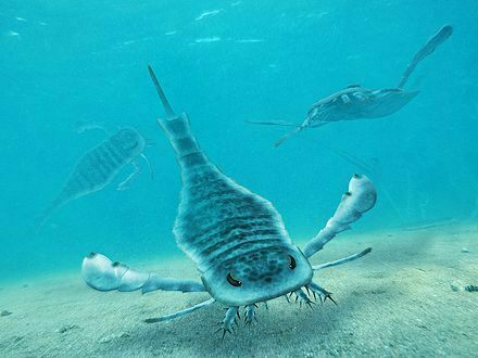 Reconstruction of Eurypterus in life.  Creative Commons